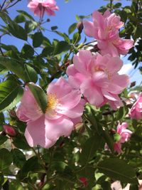 Close-up of pink flowers