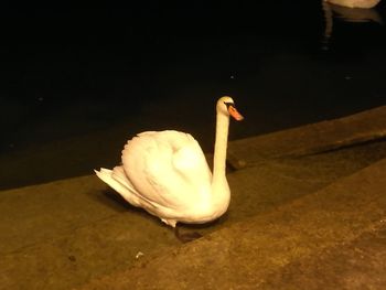 Close-up of swan on water at night