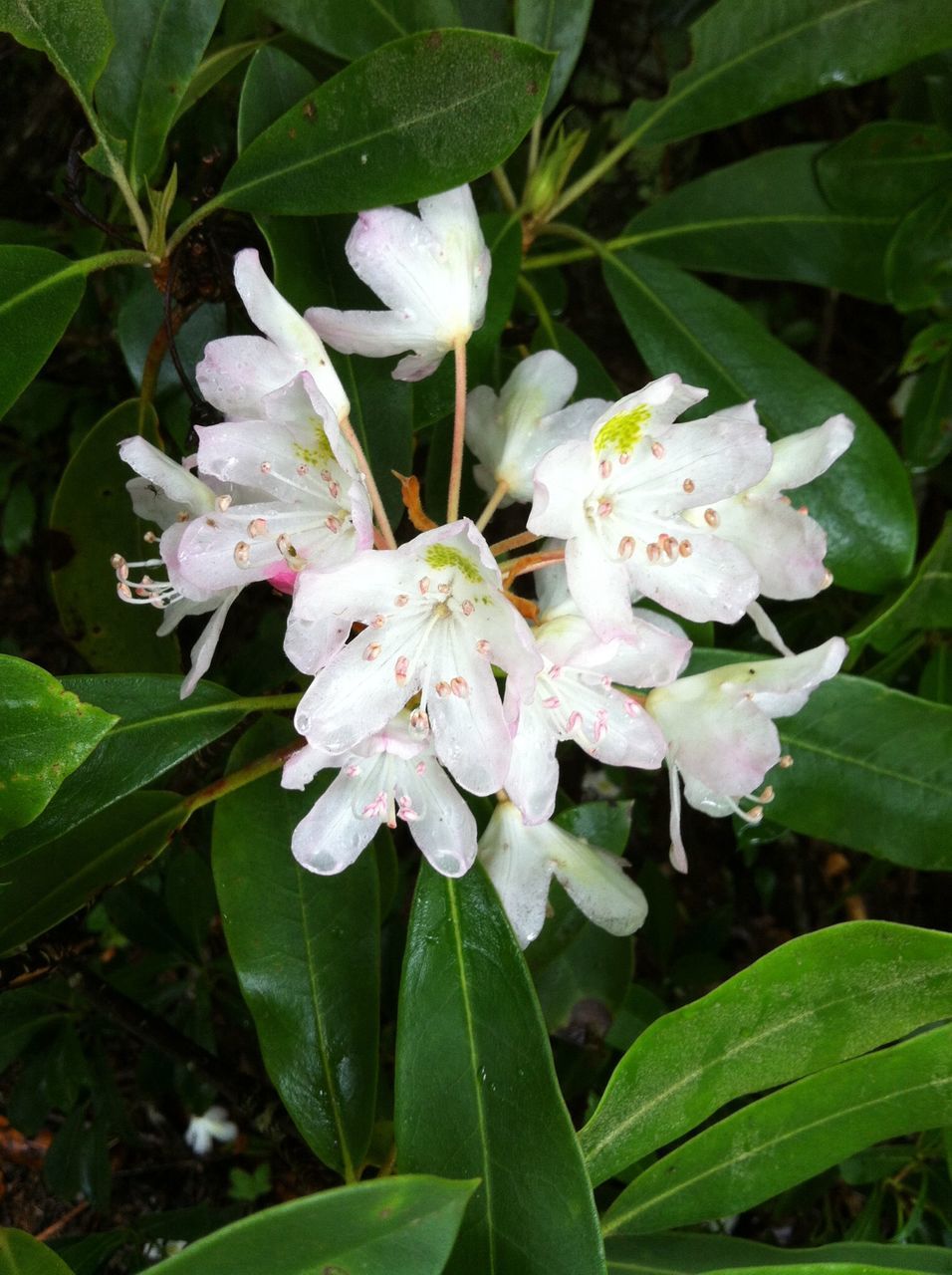 flower, freshness, growth, leaf, petal, fragility, flower head, white color, beauty in nature, plant, green color, insect, close-up, nature, blooming, high angle view, one animal, animal themes, focus on foreground, in bloom