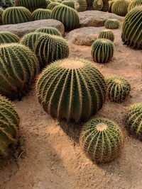 Cactus growing on field