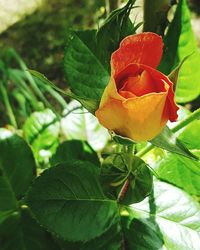 Close-up of red rose