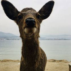 Portrait of horse on beach