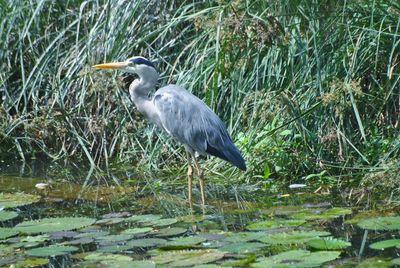 High angle view of gray heron on lake