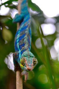 Close-up of chameleon on branch