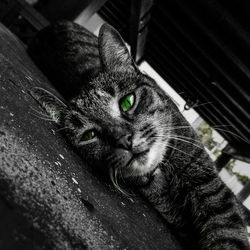 Close-up portrait of cat relaxing