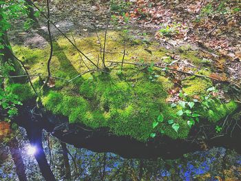 Trees growing on branch