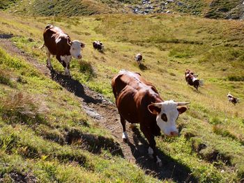 Cows on field