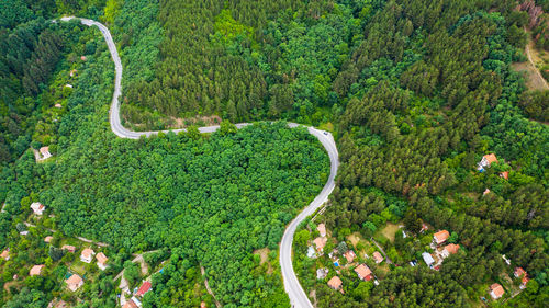 Aerial view of winding road trough the dense woods.