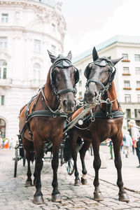 Horses on street in city