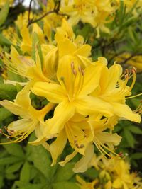 Close-up of yellow flowers