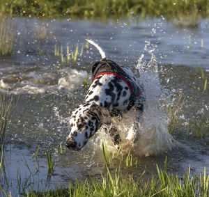 View of dog in water