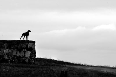 Side view of silhouette horse standing on field against sky