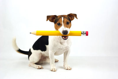 Portrait of puppy sitting against white background