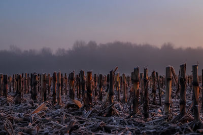 Panoramic view of wooden posts on field against sky