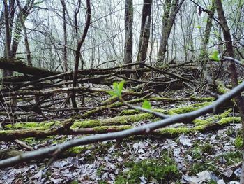 Trees in forest