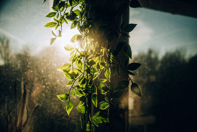 Close-up of flowering plant against window