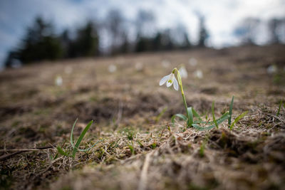 Close-up of small plant on land