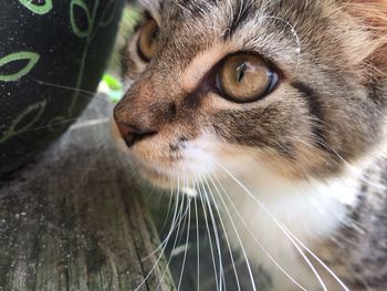 Close-up of cat looking away