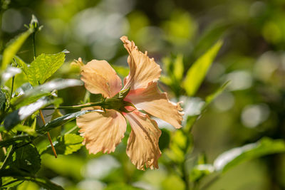 Close-up of flowering plant