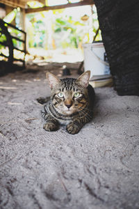 Portrait of cat sitting outdoors