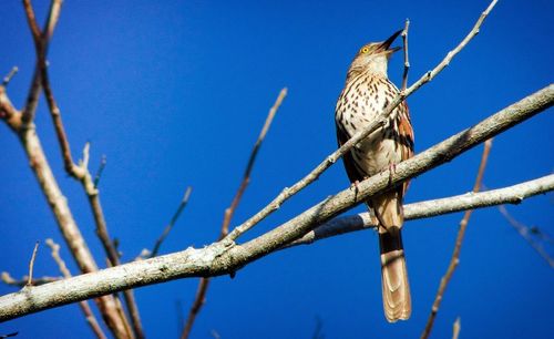 Low angle view of bird perching on tree against sky