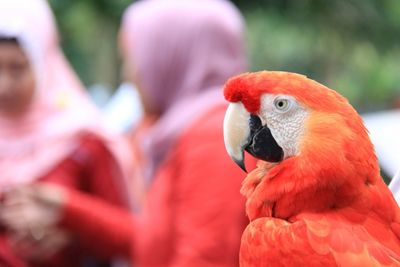 Close-up of two birds