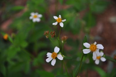 Close-up of white flowering plant on field