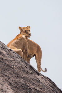 Two lion cubs on a rock