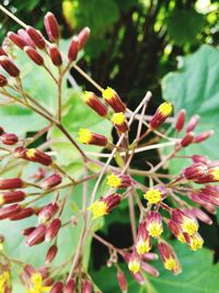 Close-up of flowers