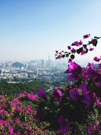 Pink flowers blooming in city against clear sky