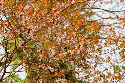 Low angle view of autumnal tree