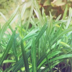 Close-up of wet grass on field