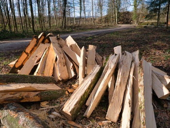 Wooden logs on field in forest