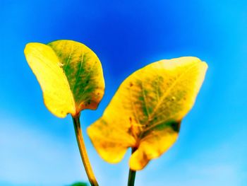 Close-up of yellow flower against blue sky