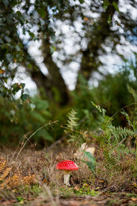 Close-up of mushroom growing on field