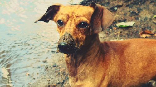 Portrait of dog standing on land