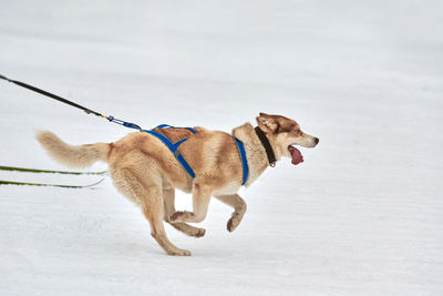 Dog looking away on snow