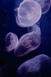 Jellyfish swimming in sea