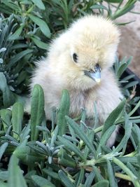 Close-up of young bird on plants