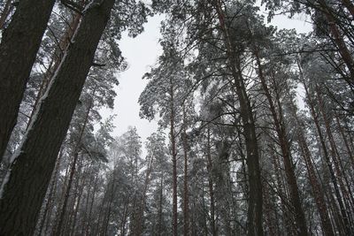 Low angle view of trees against sky