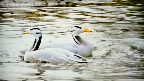 Ducks swimming in lake