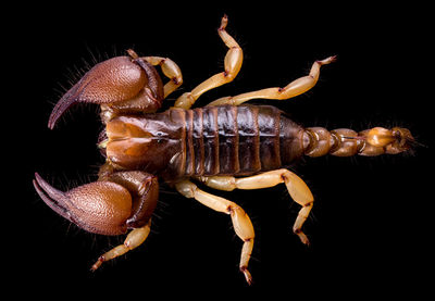 Close-up of crab over black background