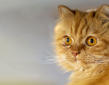 Gorgeous orange persian cat with deep gaze