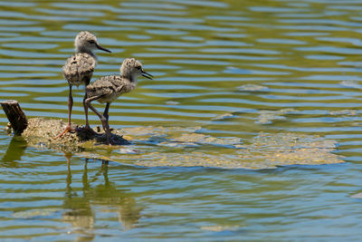 Close-up of birds perching by lake