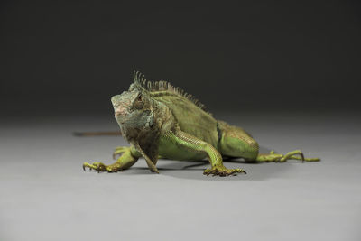 Close-up of lizard on leaf