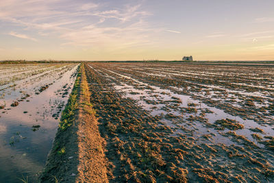 Scenic view of agricultural field against sky during sunset