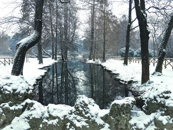 Trees on snow covered landscape