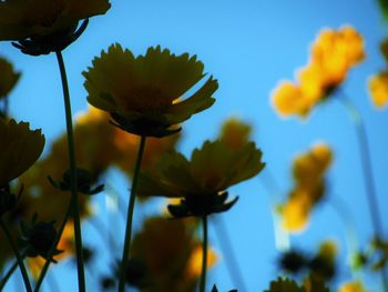 Low angle view of flowering plants against sky