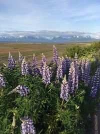 Purple flowering plants on field against sky