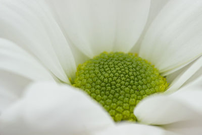 Full frame shot of flower